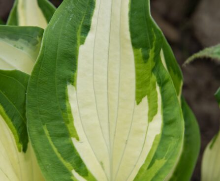 1050_8582_Hosta_White_Christmas__2.JPG