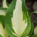 1050_8582_Hosta_White_Christmas__2.JPG