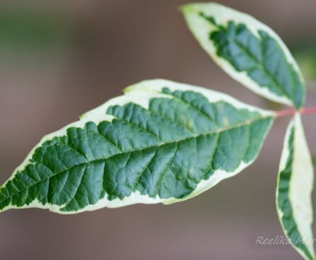 1067_6746_Acer_negundo_Variegatum_.JPG