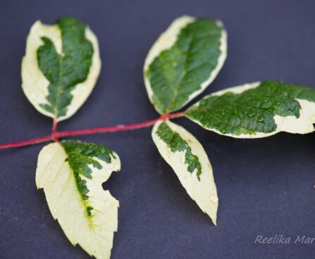 1067_6747_Acer_negundo_Variegatum__2.JPG