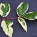 1067_6747_Acer_negundo_Variegatum__2.JPG