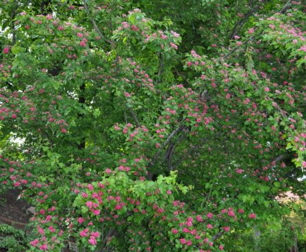 1076_7742_Crataegus_laevigata__Pauls_Scarlett__4.JPG