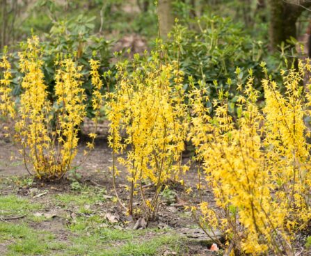 1079_8248_Forsythia.JPG