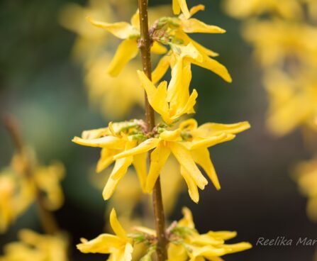 1079_8251_Forsythia_2.JPG