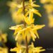 1079_8251_Forsythia_2.JPG