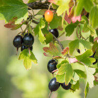 1091_9067_Ribes_aureum_Laila.JPG