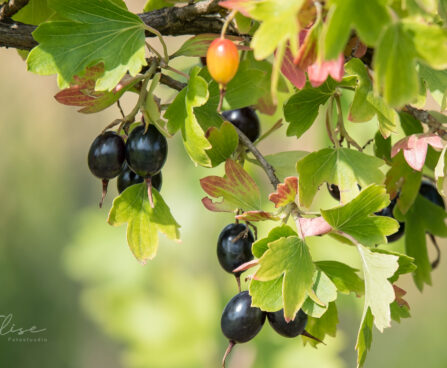 1091_9067_Ribes_aureum_Laila.JPG