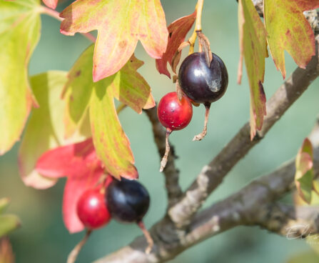 1091_9068_Ribes_aureum_Laila_2.JPG