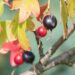 1091_9068_Ribes_aureum_Laila_2.JPG