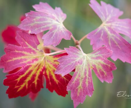 1091_9586_Ribes_aureum_Laila_kuldsostar_2.jpg