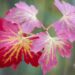 1091_9586_Ribes_aureum_Laila_kuldsostar_2.jpg