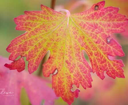1091_9587_Ribes_aureum_Laila_kuldsostar.jpg