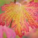 1091_9587_Ribes_aureum_Laila_kuldsostar.jpg