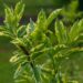 1094_8015_Sambucus_nigra_Madonna_must leeder.JPG