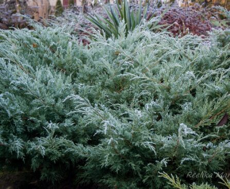 Juniperus kadakas