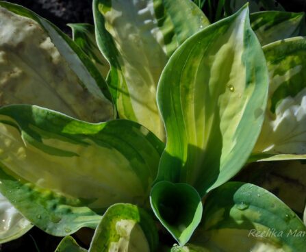 1135_4366_Hosta_Popcorn.jpg