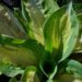 1135_4366_Hosta_Popcorn.jpg
