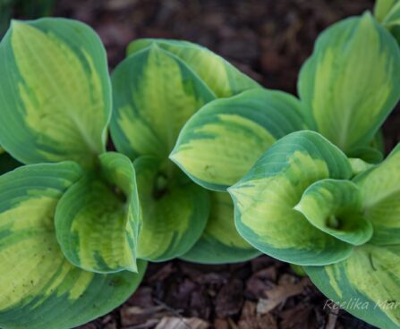 1135_8415_Hosta_Popcorn_.JPG