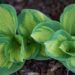 1135_8415_Hosta_Popcorn_.JPG