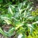 1136_7295_Hosta_Whirlwind_Tour.JPG