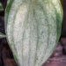 1138_9285_Hosta_Ghost_Spirit__2.JPG