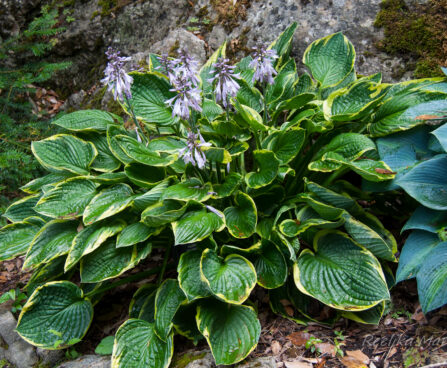 1139_6298_Hosta_Montana_Aureomarginata.jpg