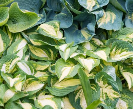 1142_7475_Hosta_Reversed_.JPG