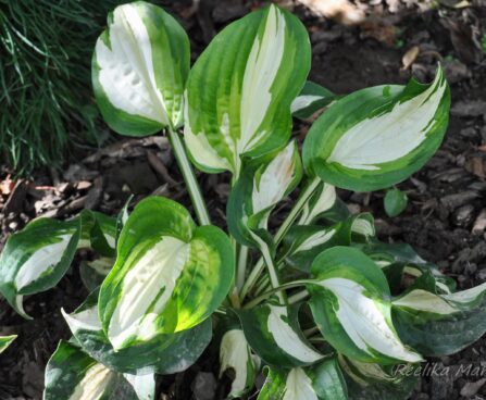 1145_4463_Hosta_Lakeside_Meter_maid.jpg