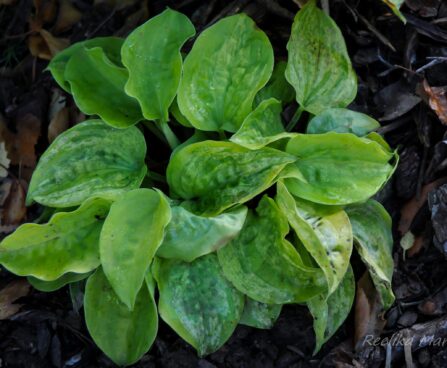1152_4312_Hosta_Silver_Threads_and_Gold_Needles_.jpg