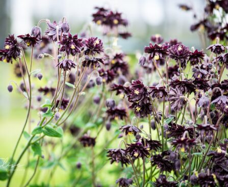1156_10296_Aquilegia_hybride_Black_Barlow__kurekell_2.jpg