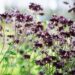 1156_10296_Aquilegia_hybride_Black_Barlow__kurekell_2.jpg