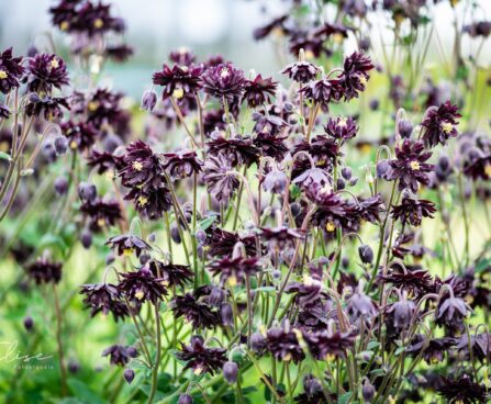 1156_10297_Aquilegia_hybride_Black_Barlow__kurekell.jpg