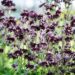 1156_10297_Aquilegia_hybride_Black_Barlow__kurekell.jpg