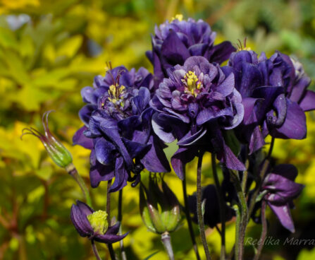 1157_6388_Aquilegia_hybride_Blue_Barlow_.jpg
