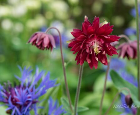 1158_8648_Aquilegia_hybride_Bordeaux_Barlow_.JPG