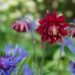 1158_8648_Aquilegia_hybride_Bordeaux_Barlow_.JPG