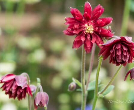 1158_8649_Aquilegia_hybride_Bordeaux_Barlow__2.JPG