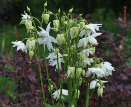 Aquilegia