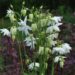 Aquilegia