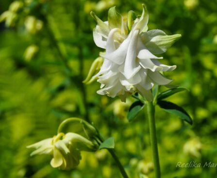 1160_7689_Aquilegia.JPG