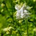 1160_7689_Aquilegia.JPG