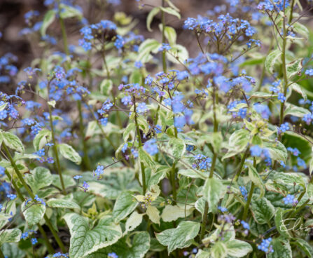 1169_11085_Brunnera_macrophylla_Kings_Ransom_suurelehine_brunnera.jpg