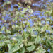 1169_11085_Brunnera_macrophylla_Kings_Ransom_suurelehine_brunnera.jpg