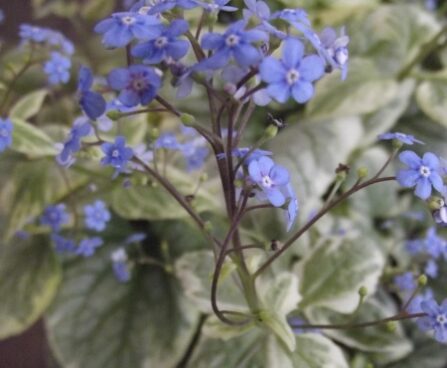 1169_7172_Brunnera_macrophylla_Kings_Ransom_Photo_Darwinplants.jpg