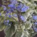 1169_7172_Brunnera_macrophylla_Kings_Ransom_Photo_Darwinplants.jpg