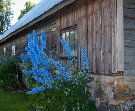 Delphinium kukekannus