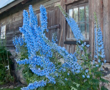 1171_7919_Delphinium_cultorum_.JPG