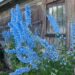 1171_7919_Delphinium_cultorum_.JPG