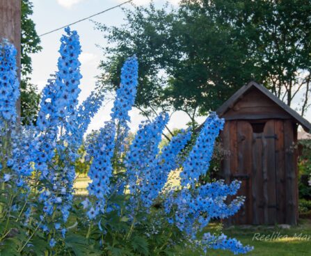 1171_7926_Delphinium_cultorum__2.JPG