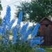 1171_7926_Delphinium_cultorum__2.JPG